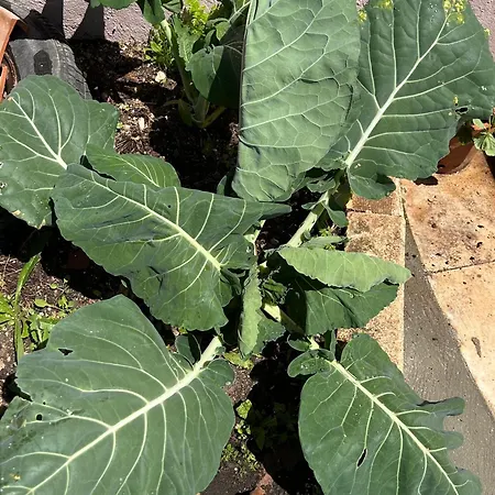 Mae Story Caldas Da Rainha